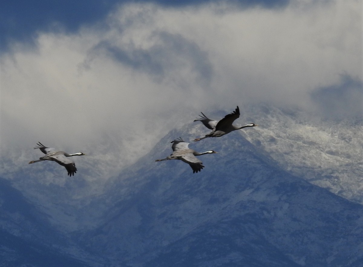 Common Crane - Cesar Clemente