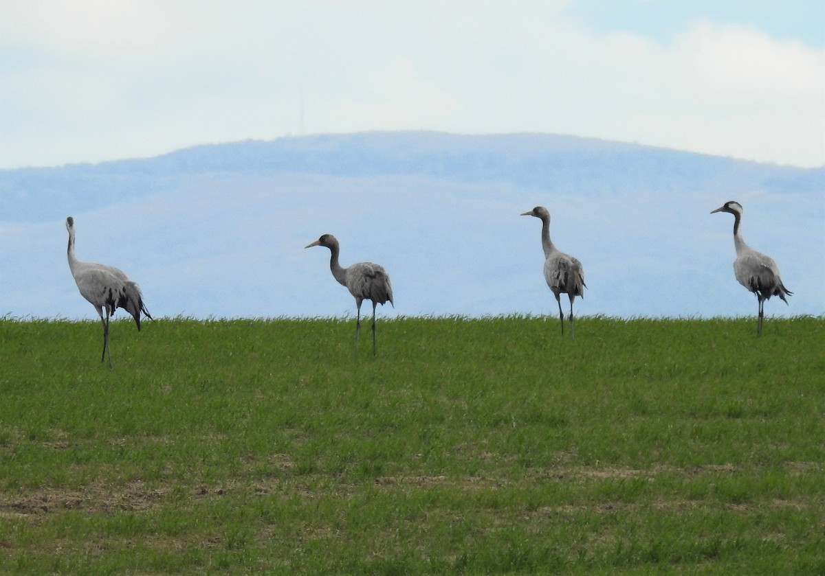 Common Crane - Cesar Clemente