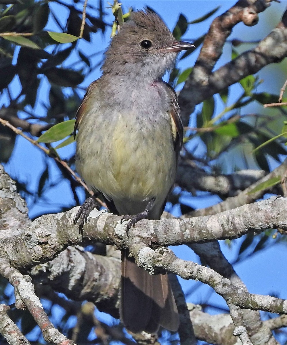 Large Elaenia - ML200318191