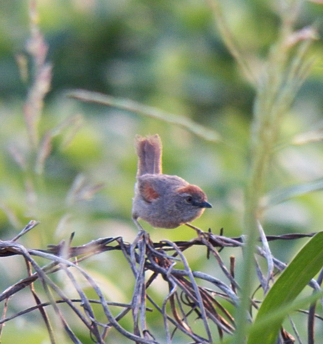 Pale-breasted Spinetail - ML200320811