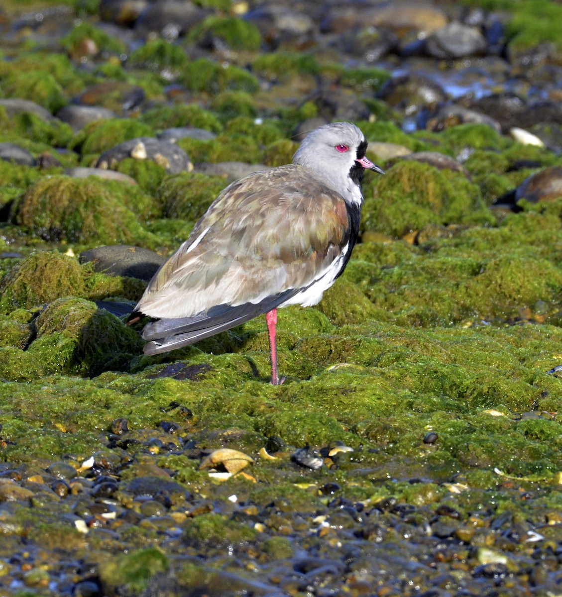 Southern Lapwing - ML200320821