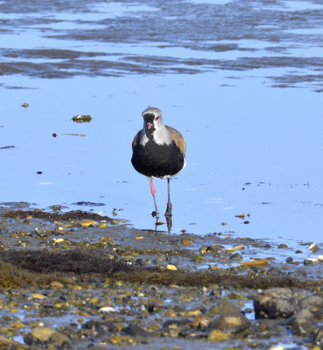 Southern Lapwing - ML200321361