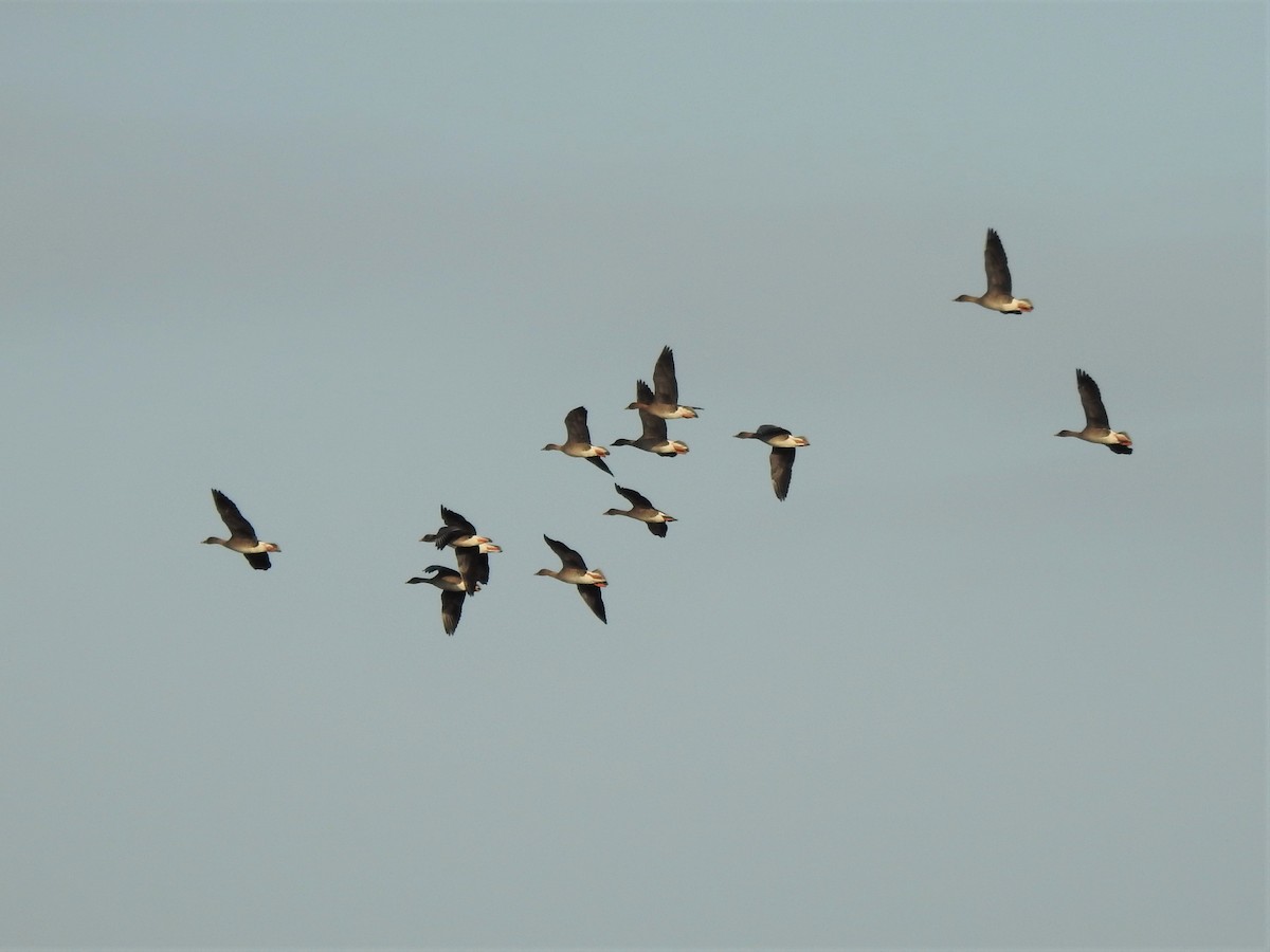 Tundra Bean-Goose - ML200321421