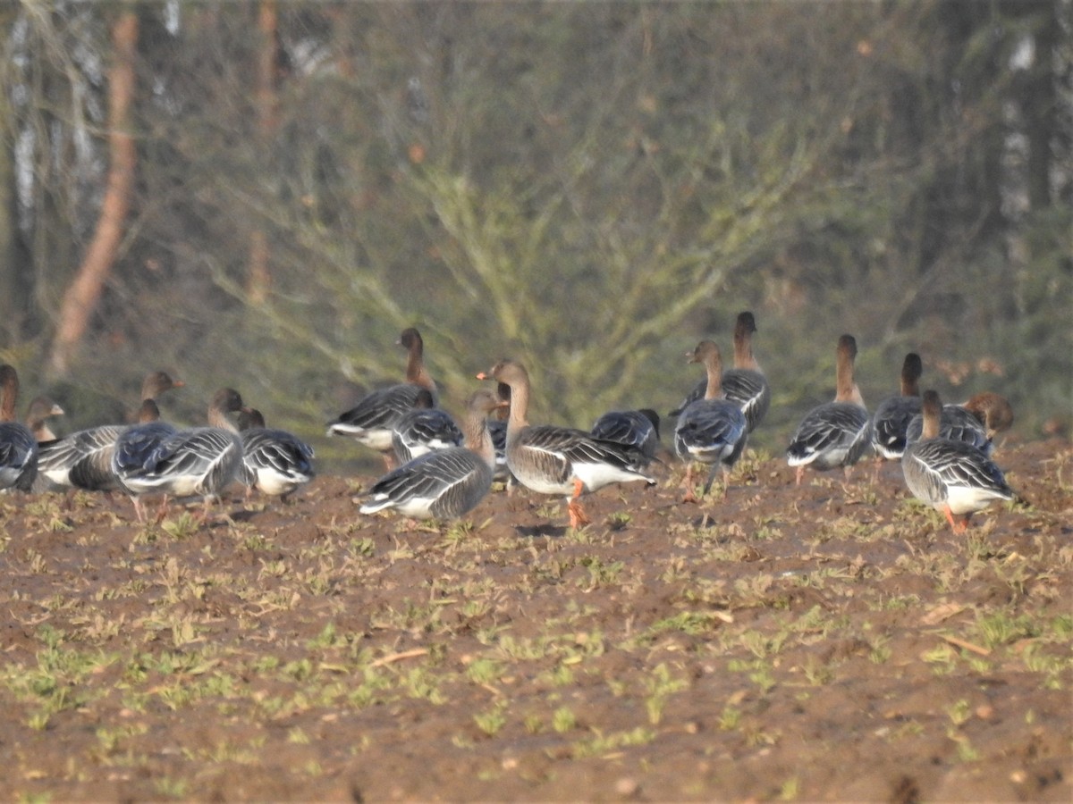 Tundra Bean-Goose - Ryan Irvine