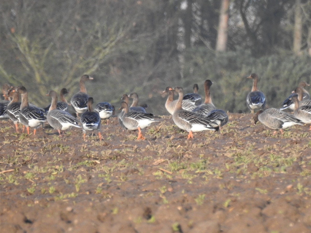 Tundra Bean-Goose - ML200322081