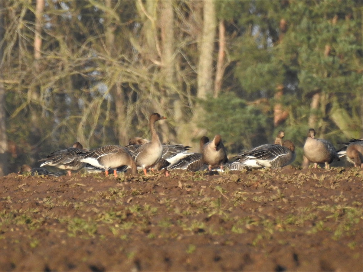 Tundra Bean-Goose - ML200322091