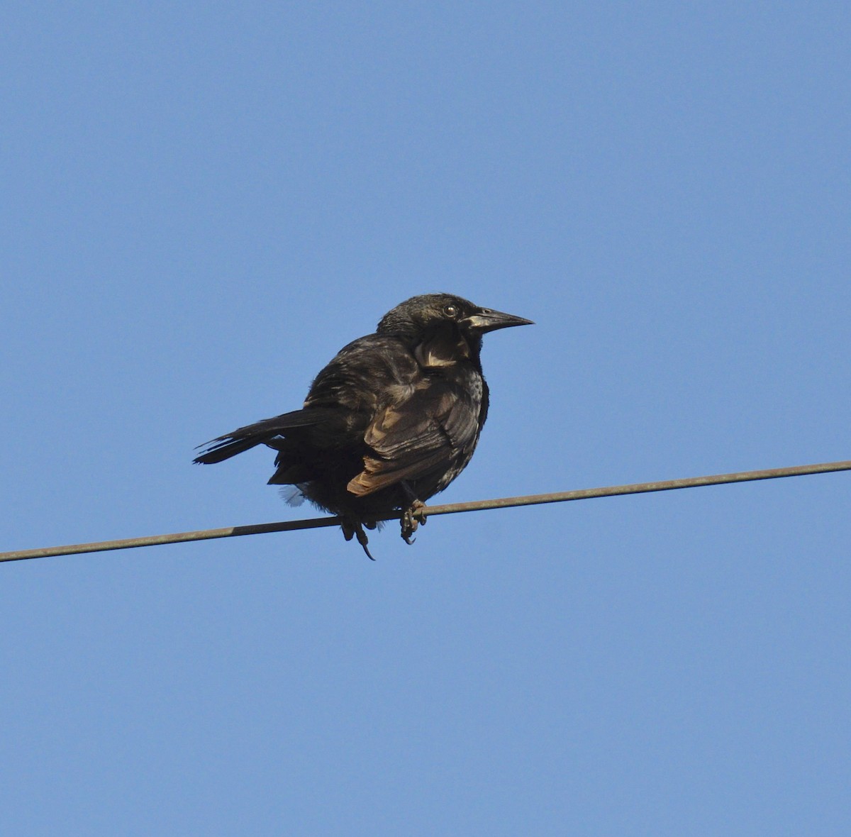Austral Blackbird - ML200323591