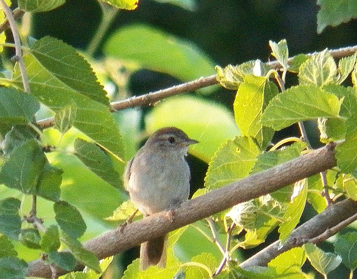 Short-billed Canastero - ML200324081