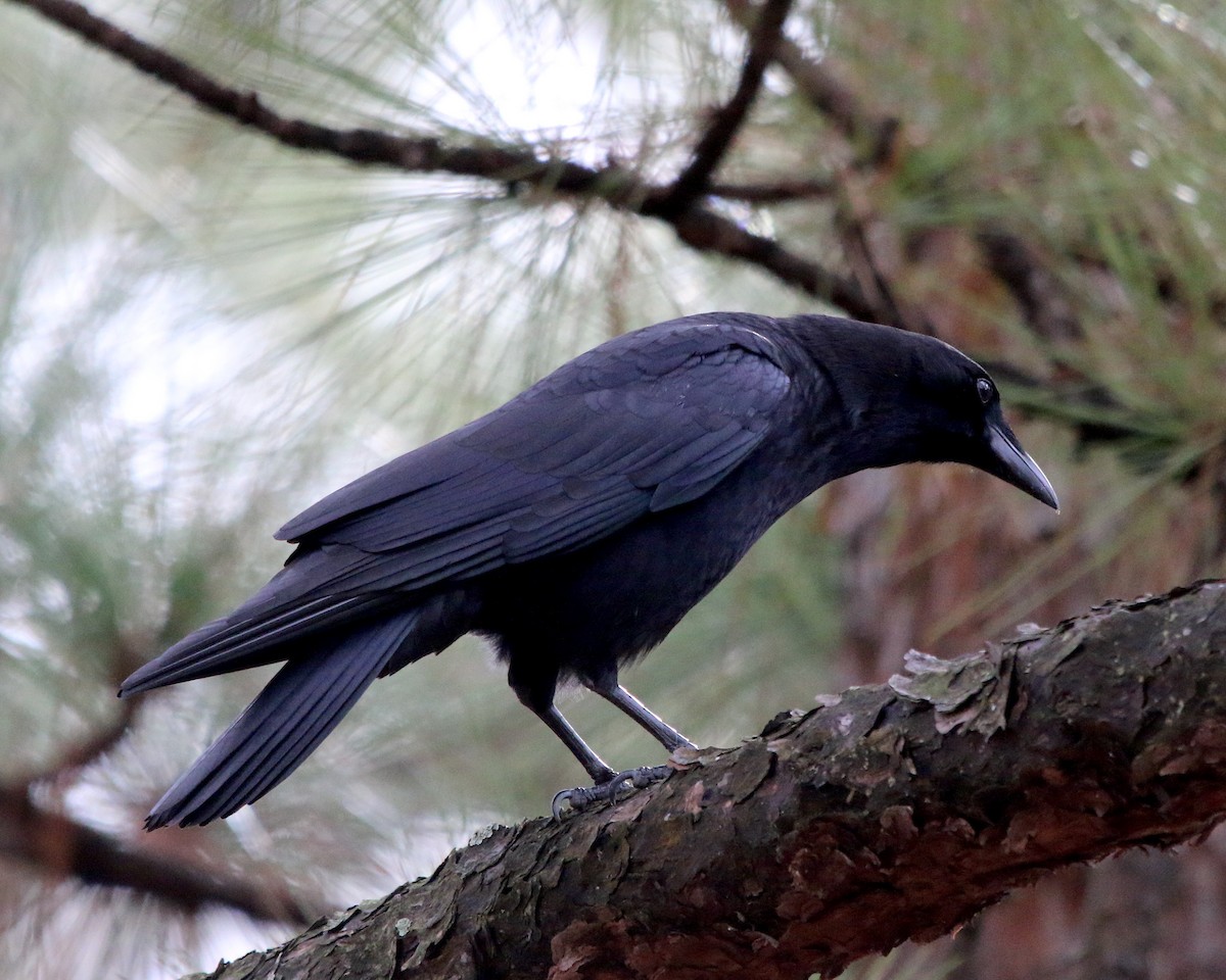 American Crow - ML200326431