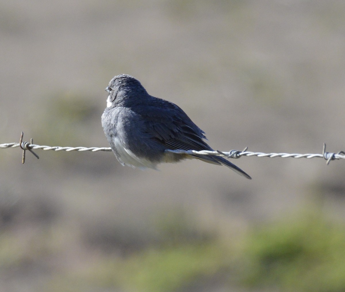 Diuca Finch - ML200327101