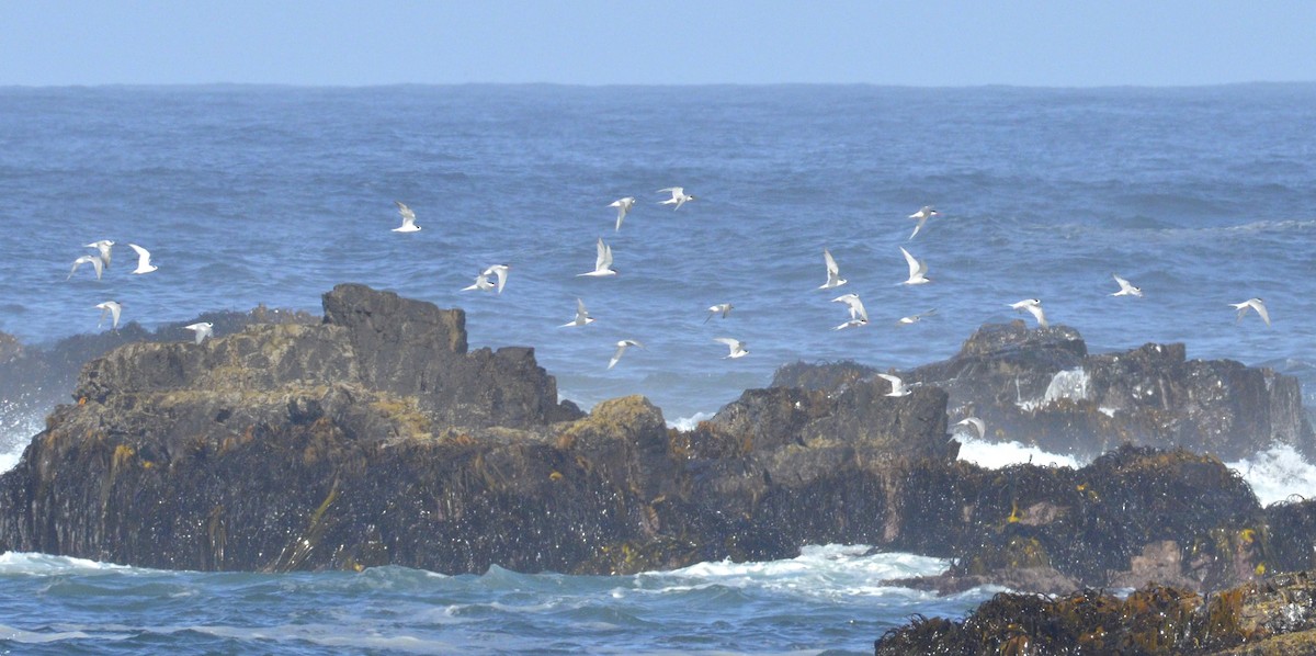 South American Tern - ML200327171