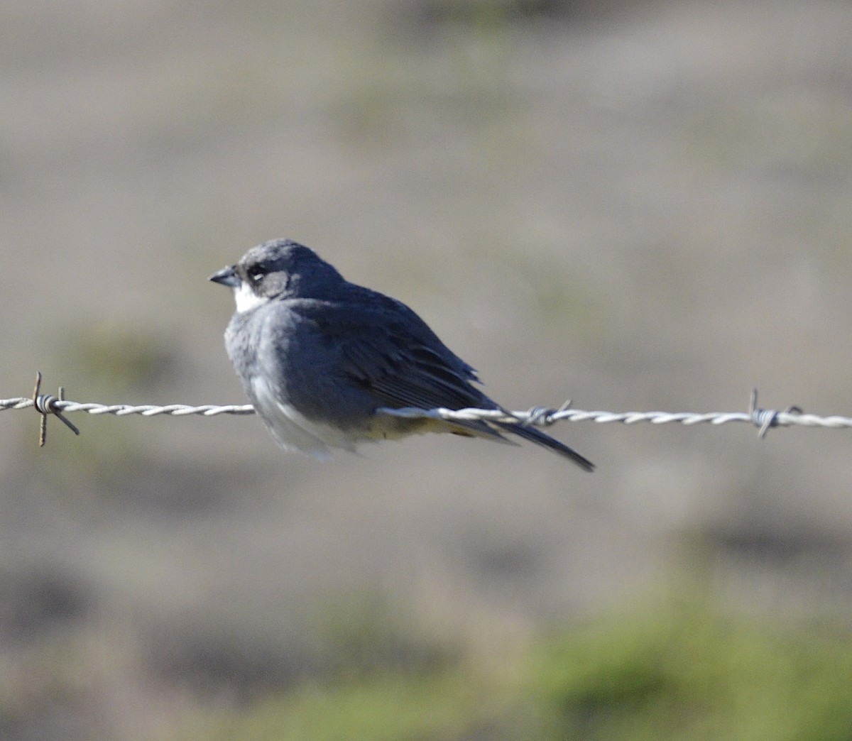 Diuca Finch - ML200327651
