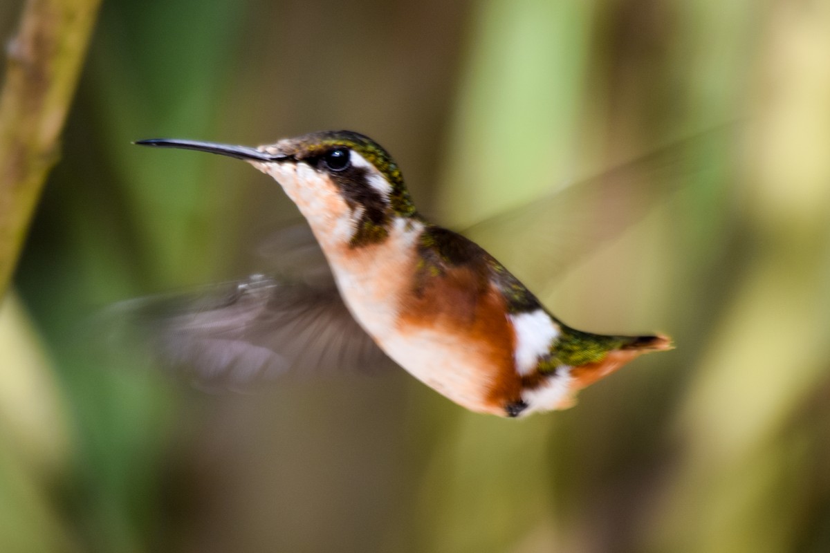 White-bellied Woodstar - Alison Bentley