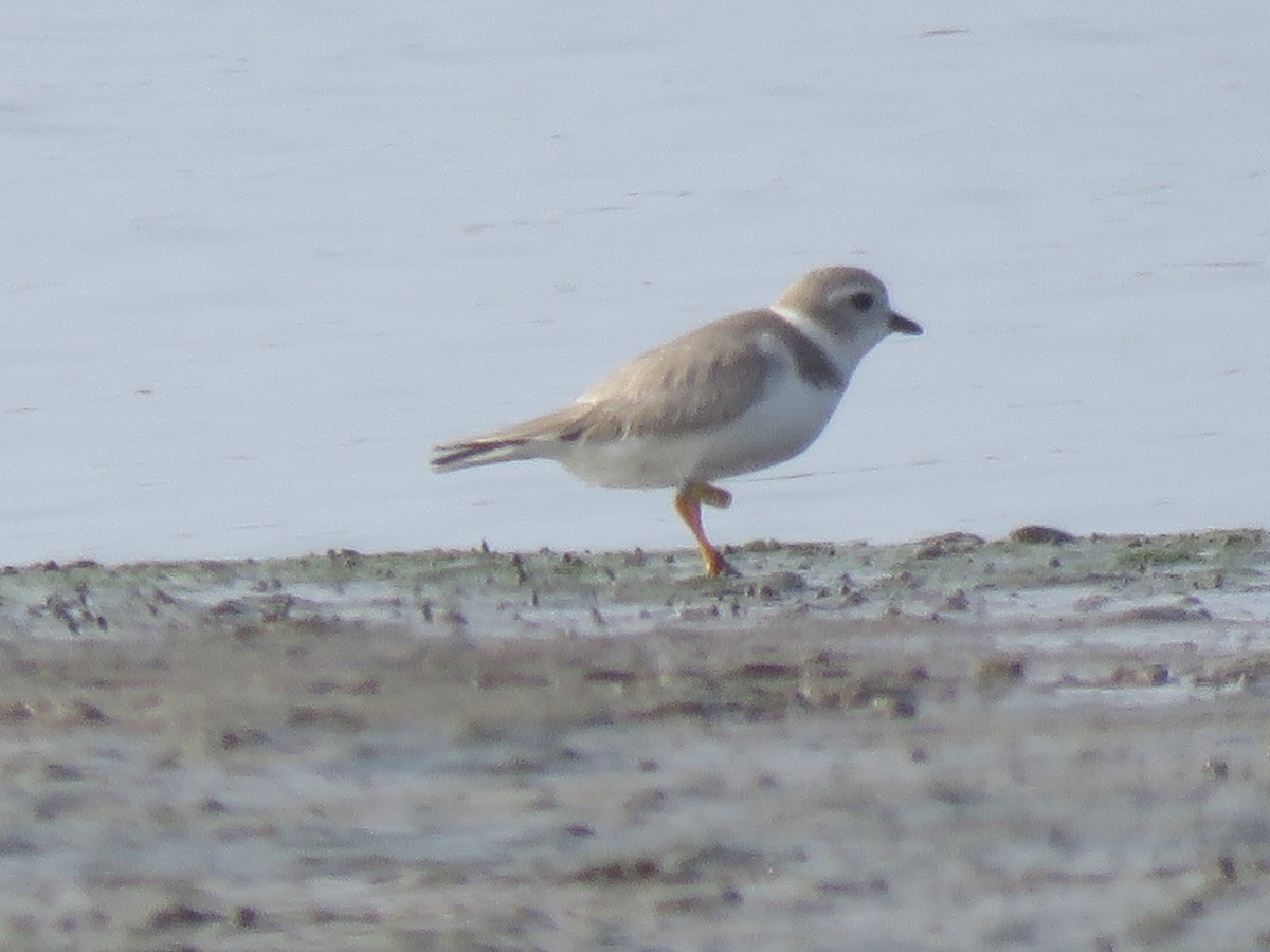 Piping Plover - ML200332011