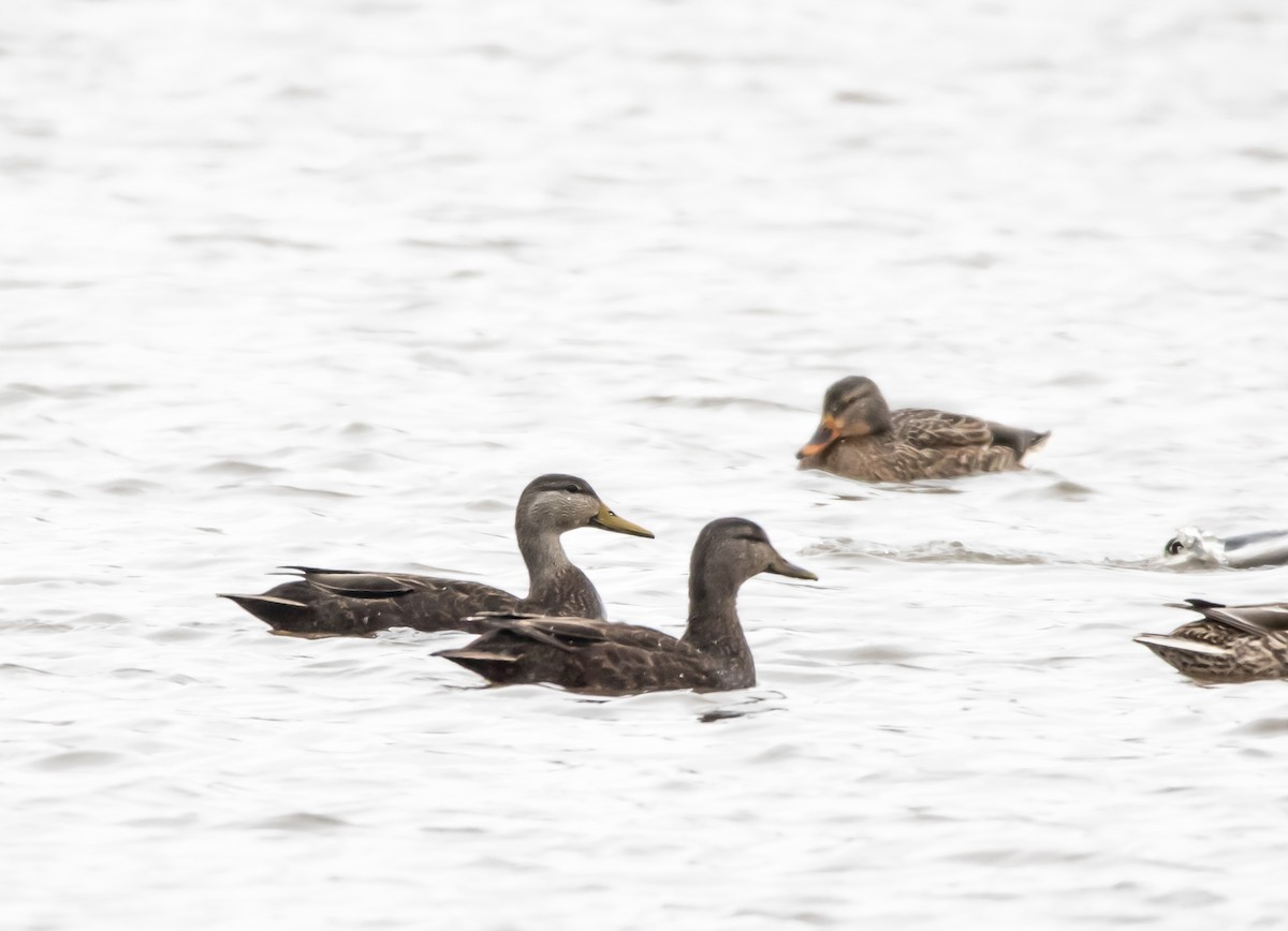 Canard noir - ML200336021