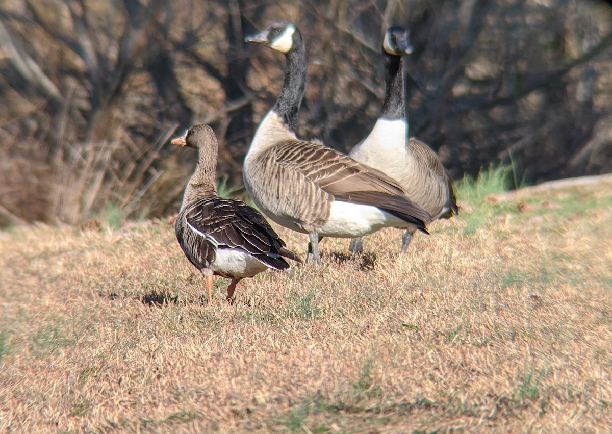 Greater White-fronted Goose - ML200336071