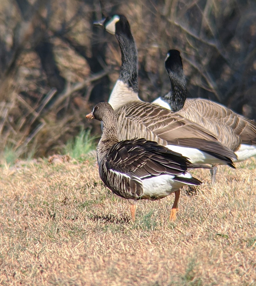 Greater White-fronted Goose - J. Michael "fuz" Sanderson