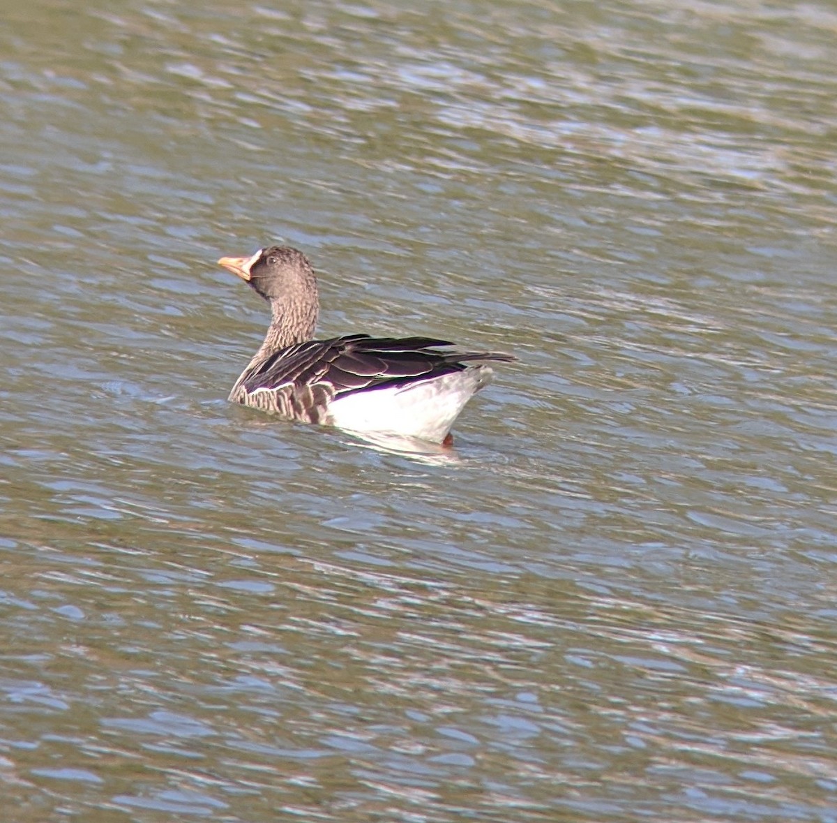 Greater White-fronted Goose - ML200336141