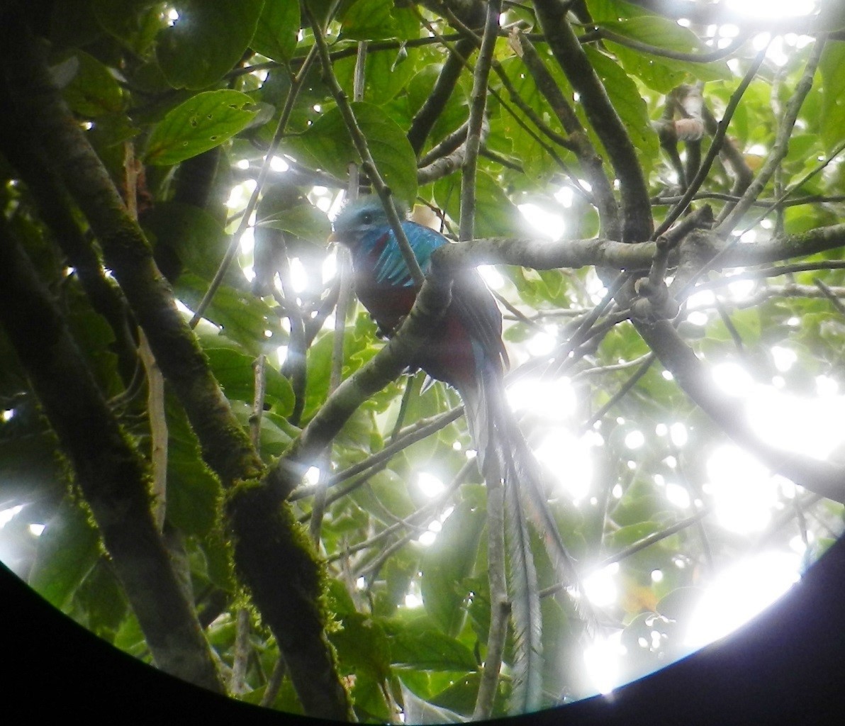 Quetzal Guatemalteco - ML200337541