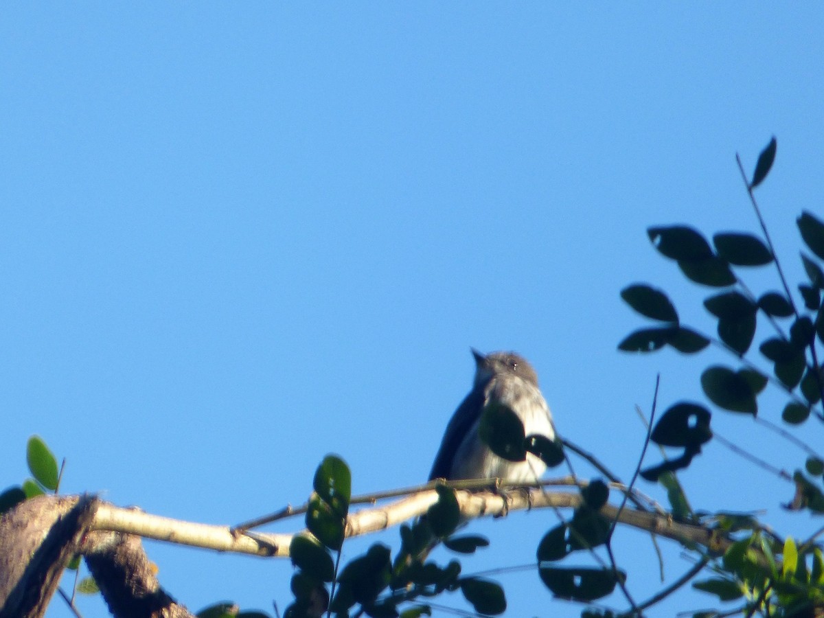 Gray-streaked/Dark-sided Flycatcher - ML200337801