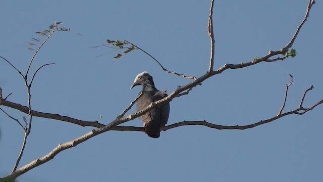 Ak Tepeli Güvercin - ML200338411