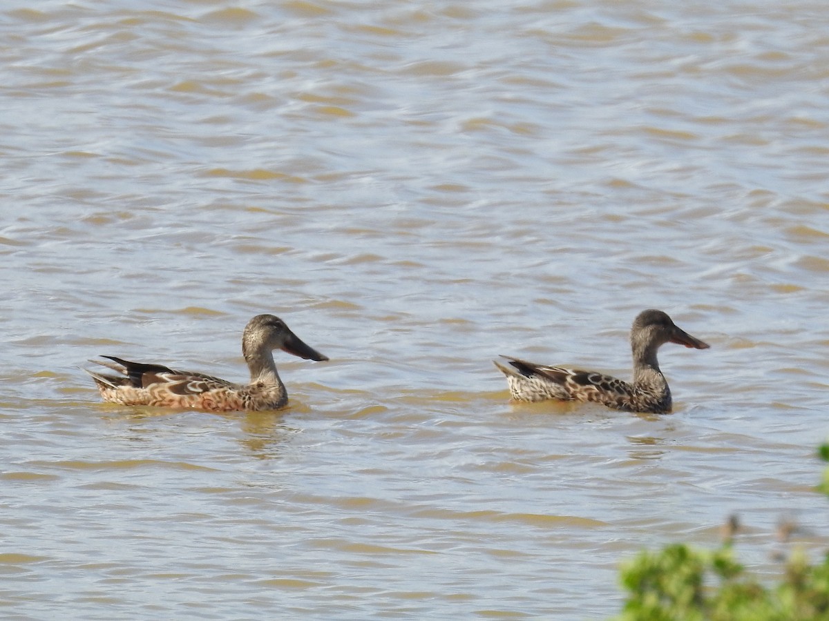 Northern Shoveler - ML200339371