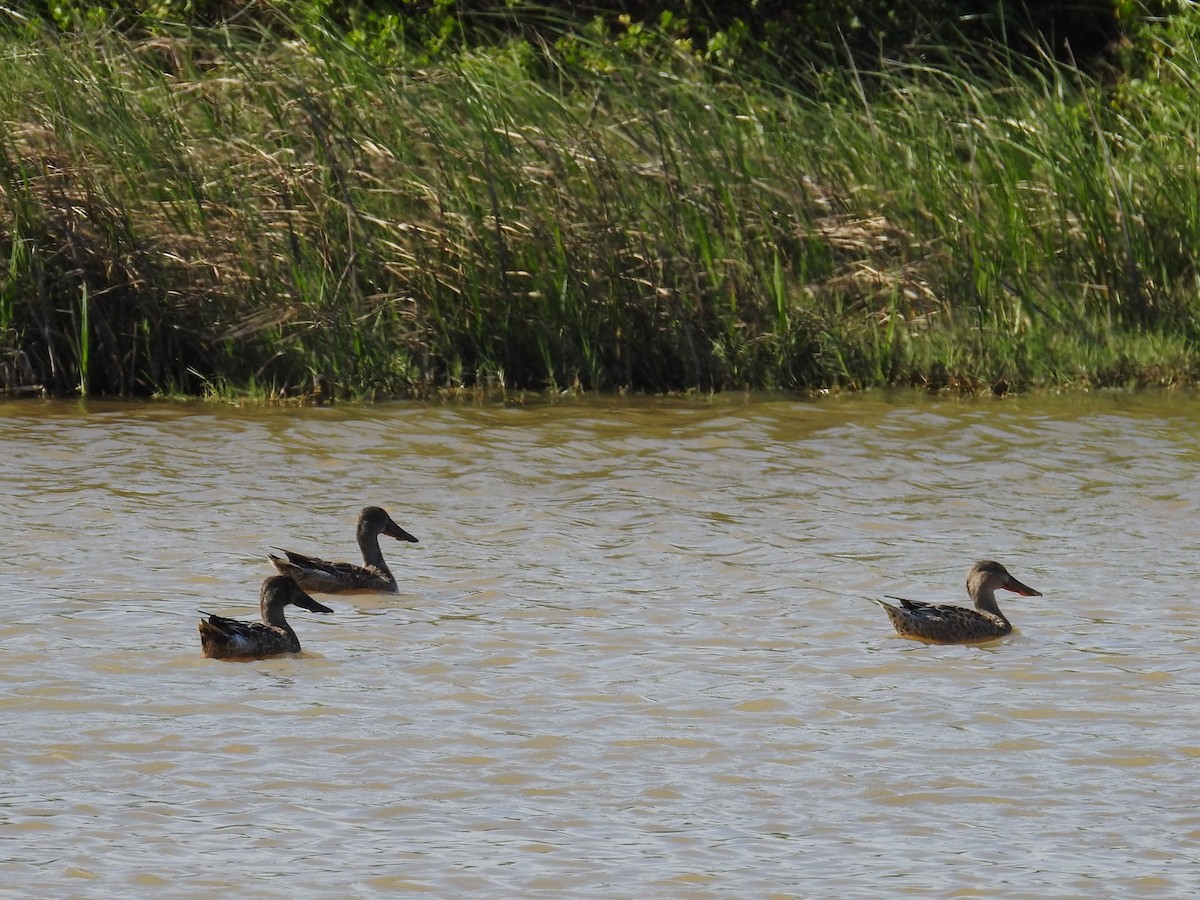 Northern Shoveler - ML200339381