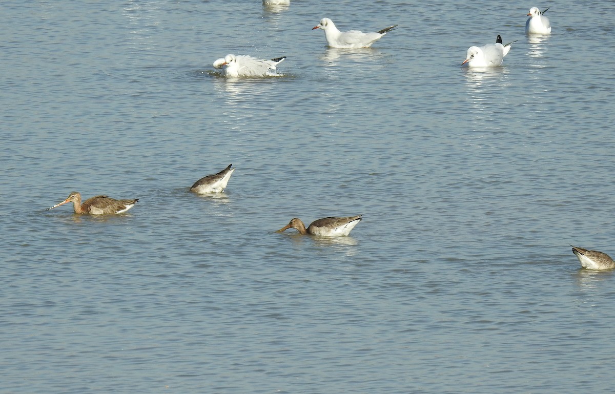 Black-tailed Godwit - Mohammed Hilmi