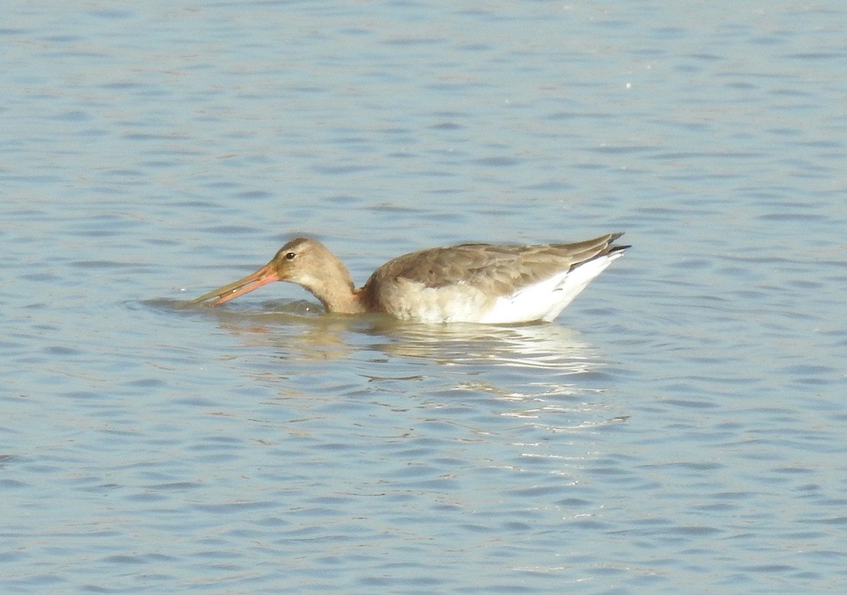 Black-tailed Godwit - Mohammed Hilmi