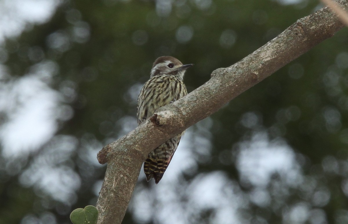 Abyssinian Woodpecker - ML200340621