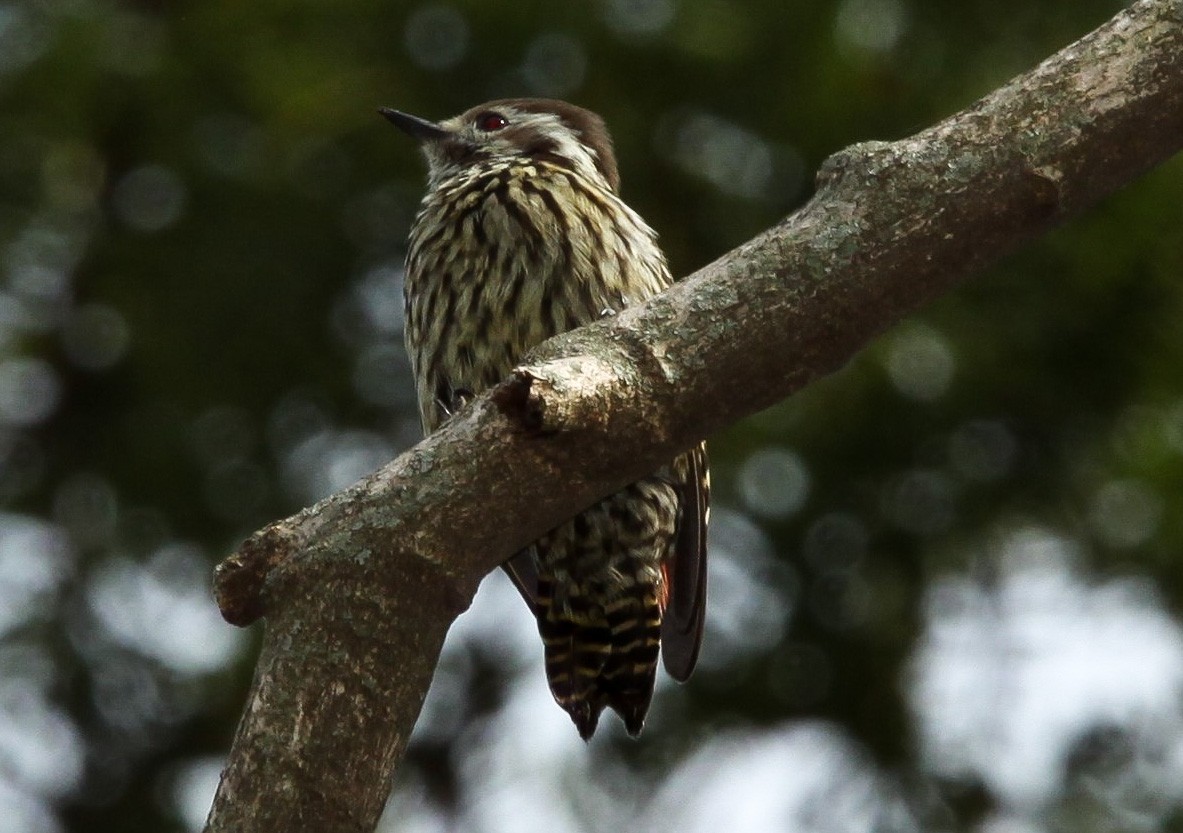 Abyssinian Woodpecker - ML200340741