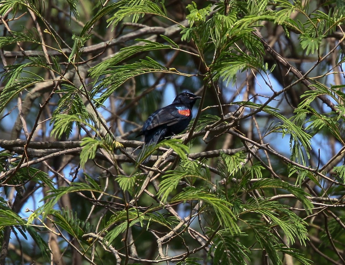 Red-shouldered Cuckooshrike - ML200341651