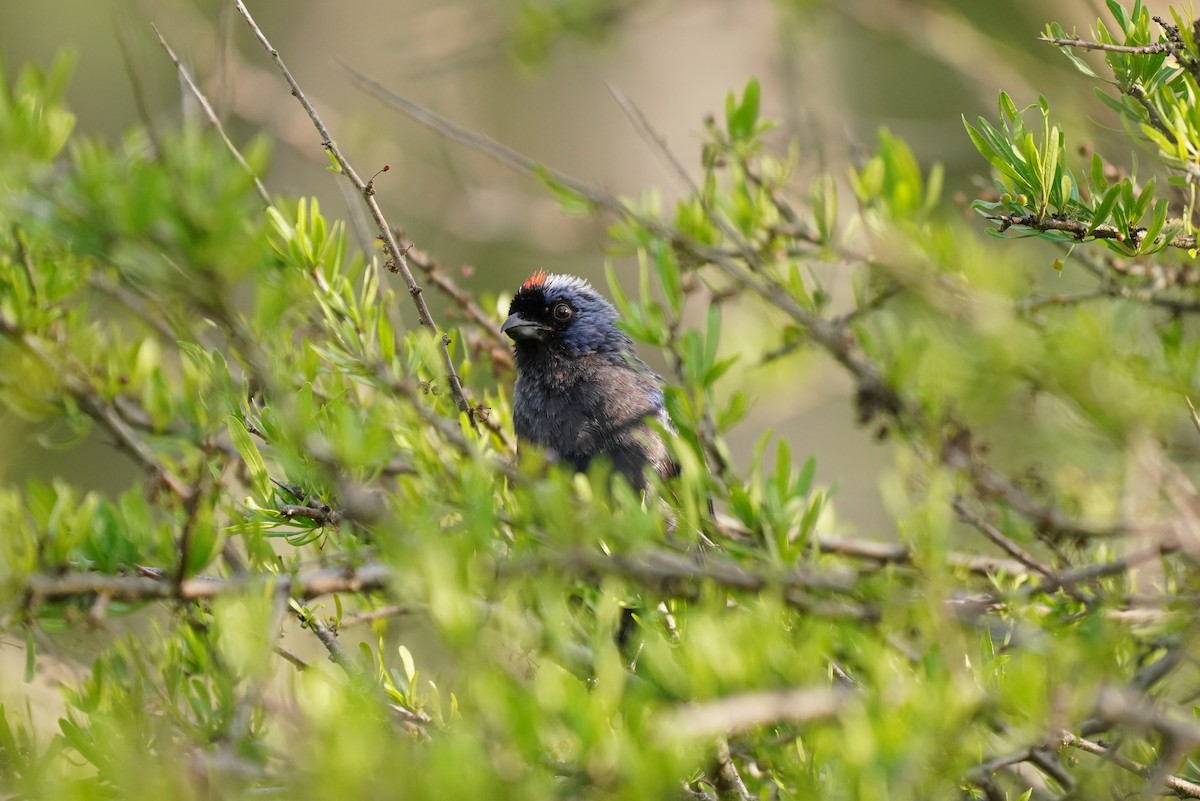 Diademed Tanager - ML200343211