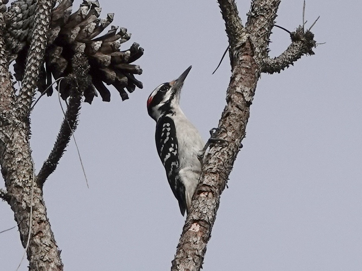 Hairy Woodpecker - ML200345281