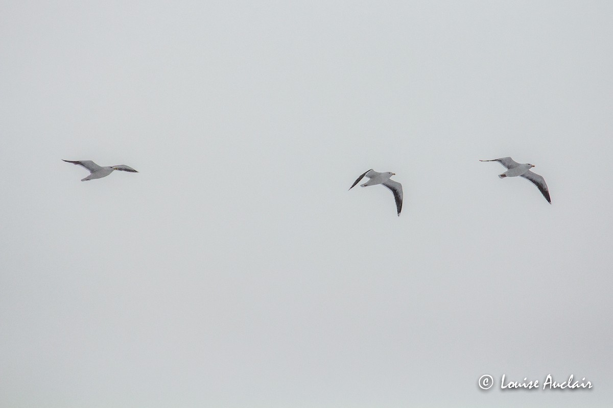 Great Black-backed Gull - ML200345751