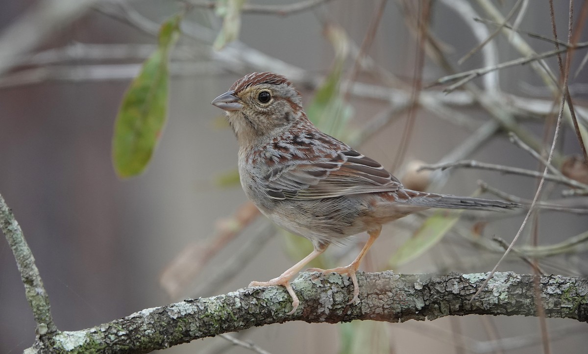 Bachman's Sparrow - Jane Mann