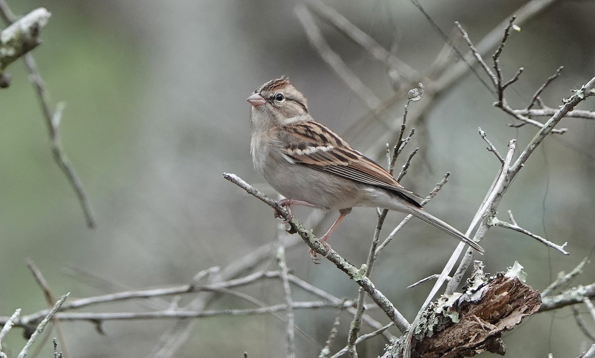 Chipping Sparrow - ML200346331