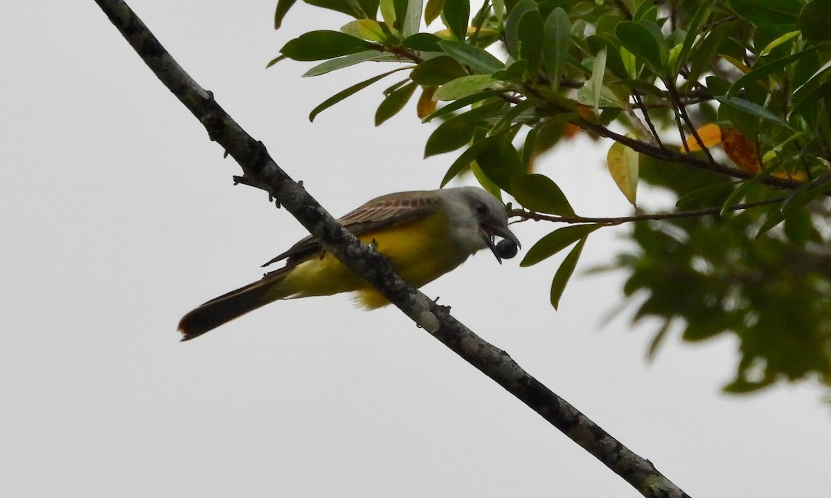 Tropical Kingbird - ML200347971