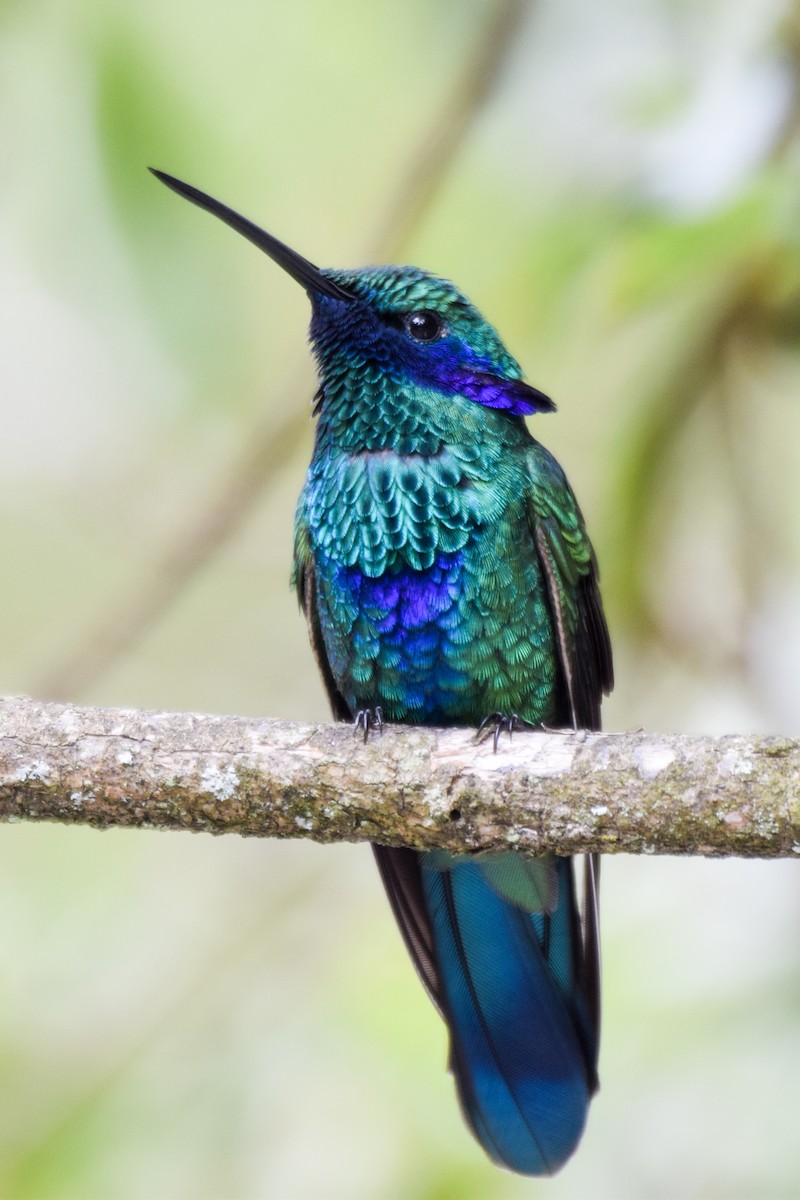 kolibřík modrolící - ML200348351