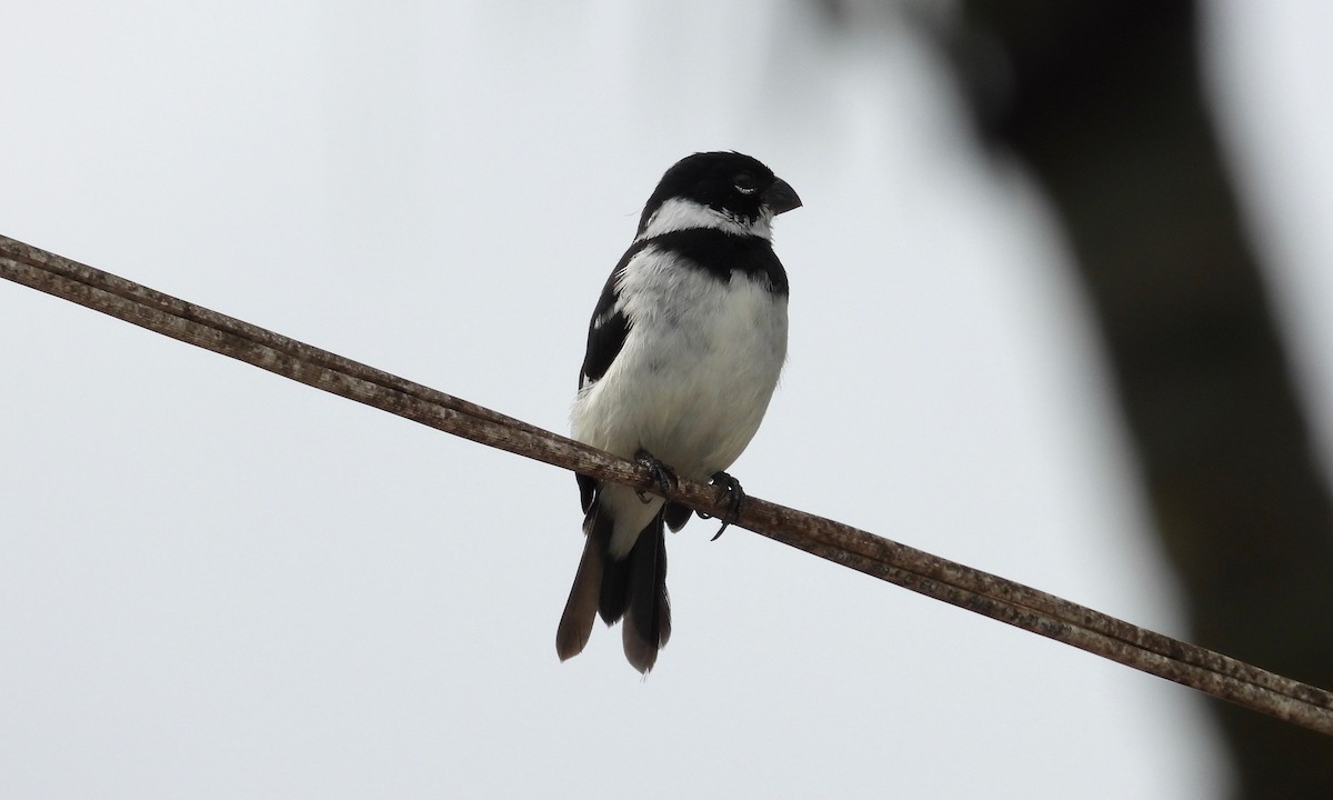 Morelet's Seedeater - grete pasch