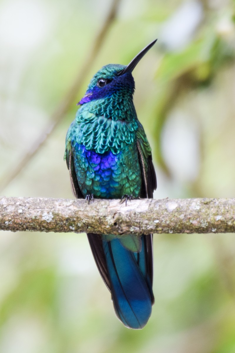 kolibřík modrolící - ML200348591