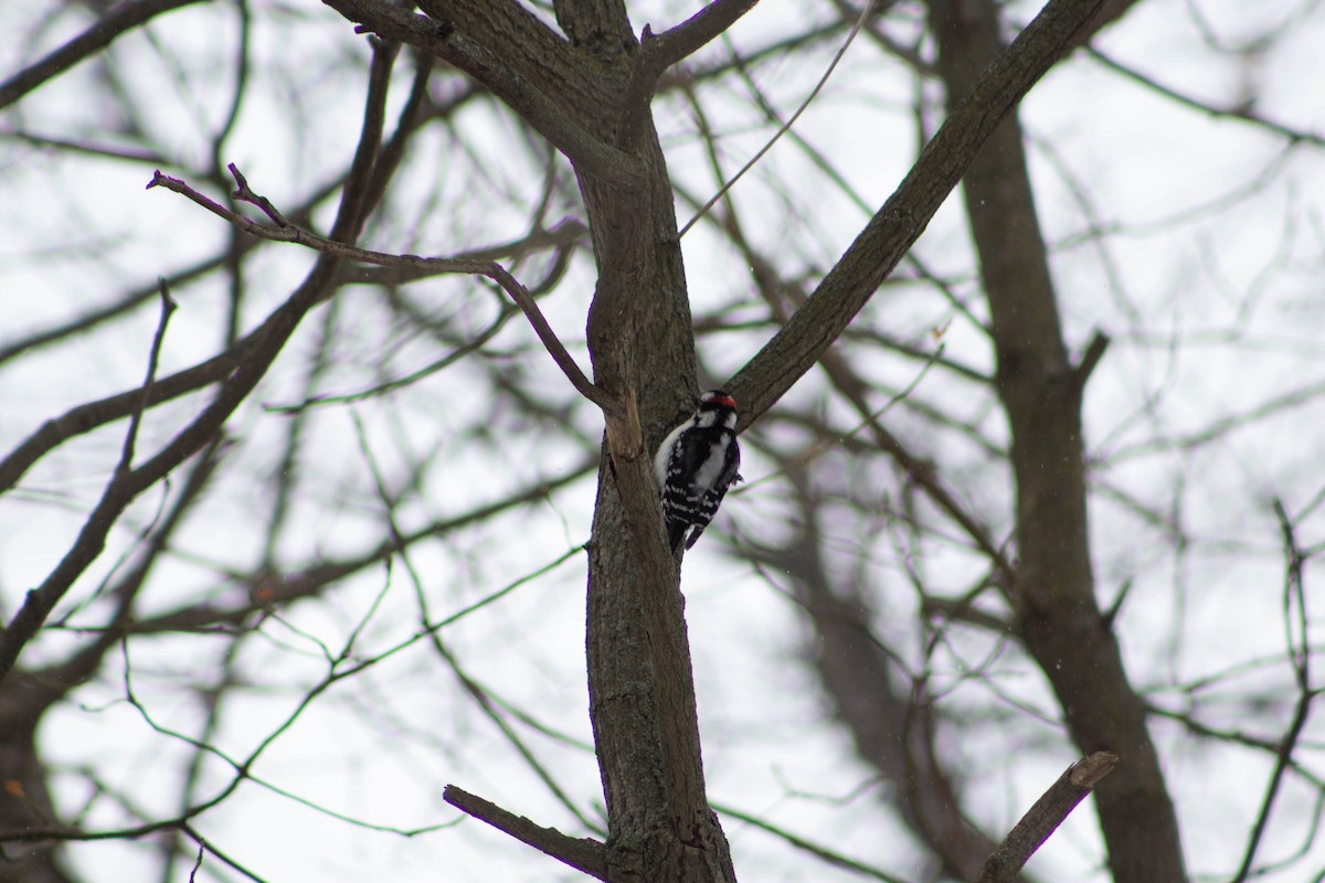 Downy Woodpecker - ML200349021