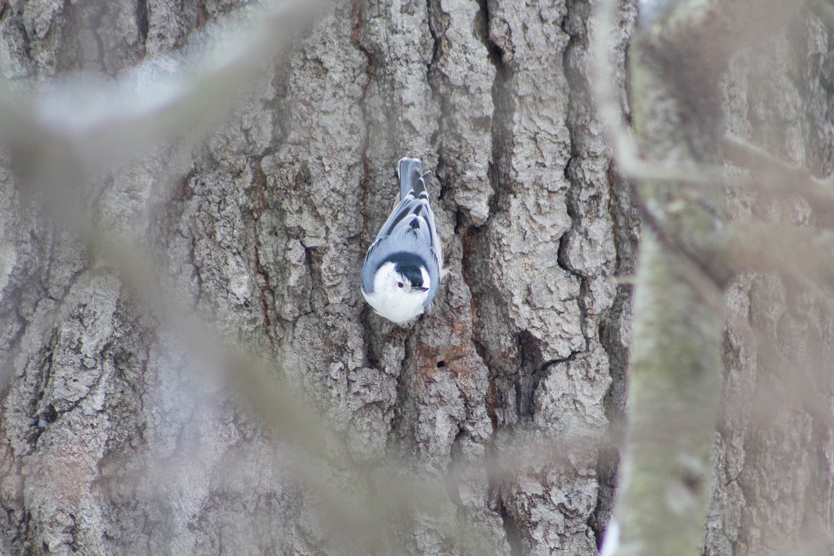 White-breasted Nuthatch - Zifang Xiong