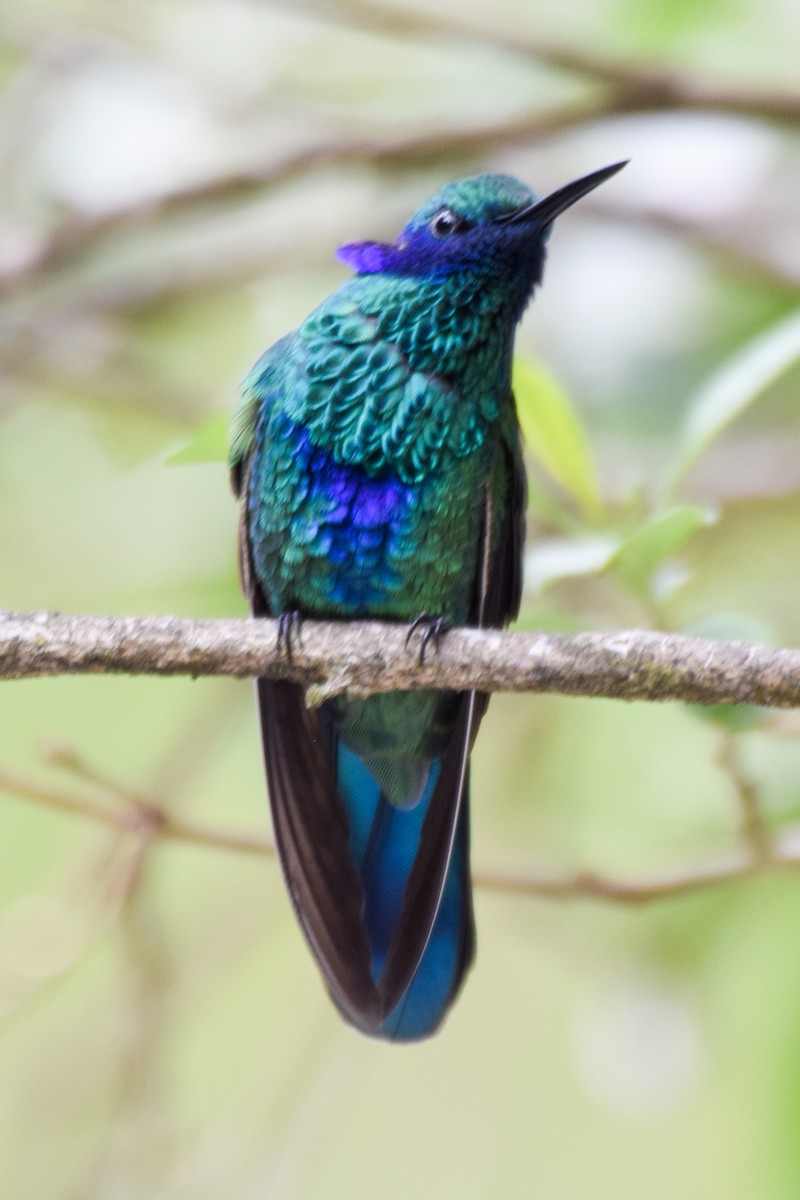 kolibřík modrolící - ML200349511