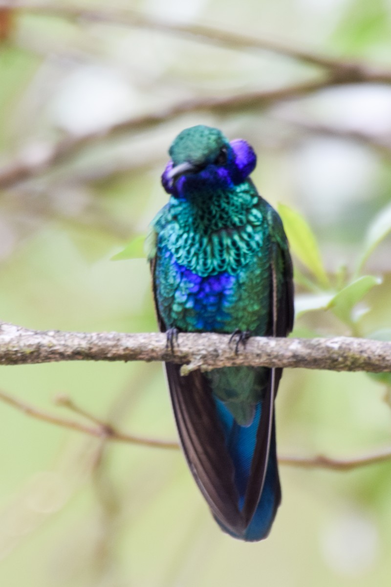 Sparkling Violetear - Alison Bentley