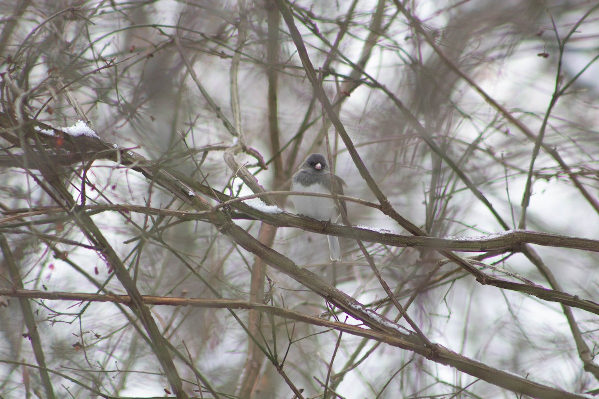 Dark-eyed Junco - ML200349641