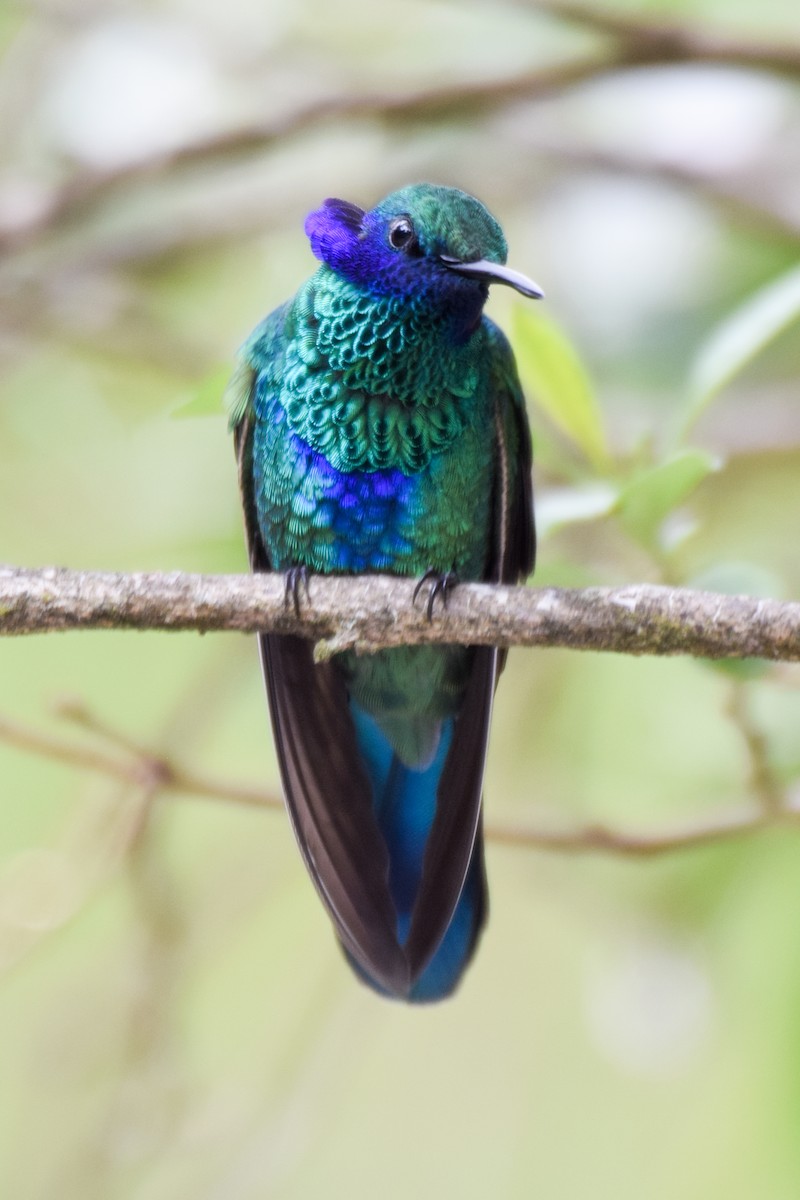 kolibřík modrolící - ML200349651