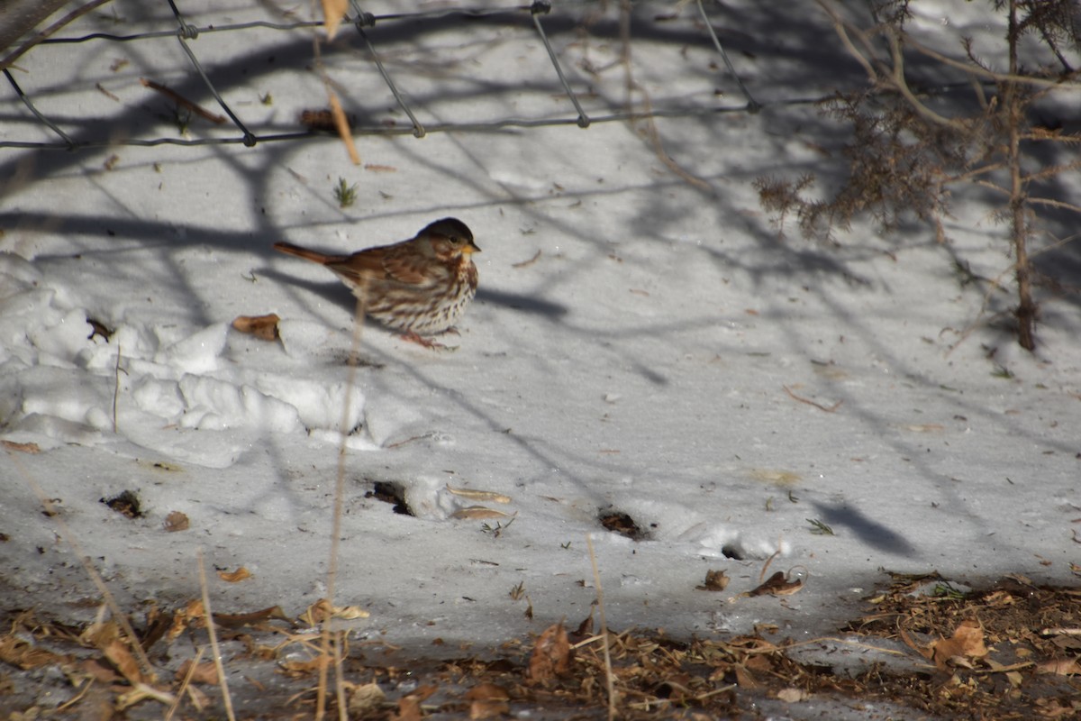 Fox Sparrow - ML200351331