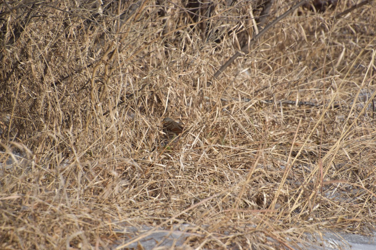 Fox Sparrow - ML200351471