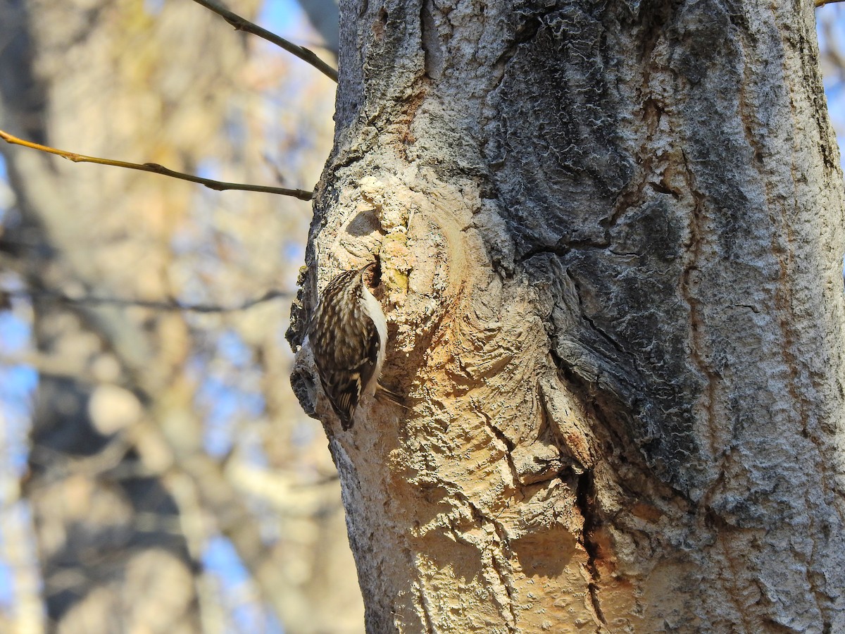 Brown Creeper - ML200351701